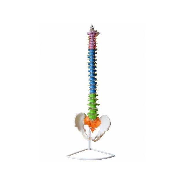 Detalle de Producto - Modelo anatómico: Columna vertebral coloreada -  150,00 €