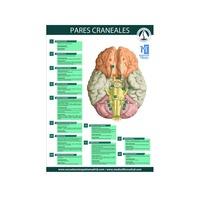 Lamina de fisioterapia Pares craneales